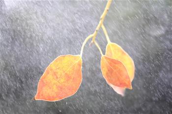 һҶ֪