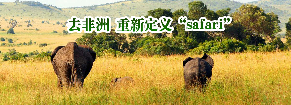 bbinӯ΢ȥ ¶“safari”