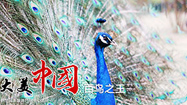 bbinӯͼӡ֮