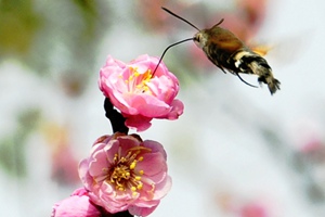 bbinӯͼӡ24֮˵