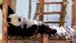 bbinӯͼӡè