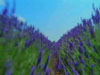 ֮ ӾѴ